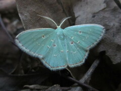 Comostola subtiliaria