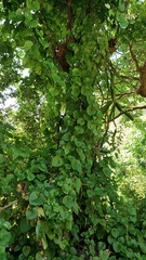 Dioscorea bulbifera