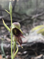 Calochilus paludosus