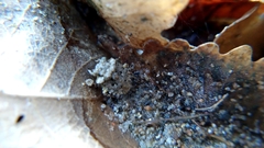 Gelastocoris oculatus