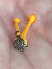 Cantharellus minor