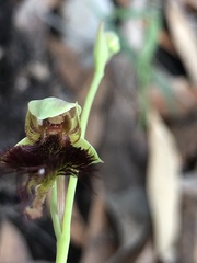 Calochilus paludosus