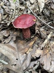 Exsudoporus