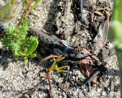 Monistria discrepans