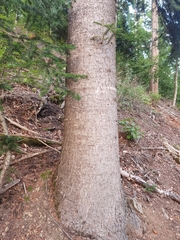 Abies alba