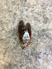 Graptopsaltria nigrofuscata