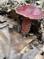 Exsudoporus