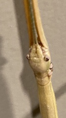 Megaphasma denticrus