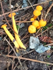 Cantharellus minor