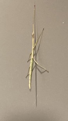 Megaphasma denticrus