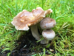 Lactarius trivialis