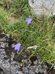 Campanula rotundifolia