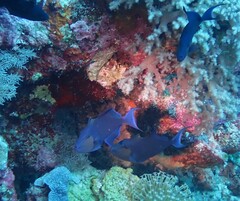 Odonus niger