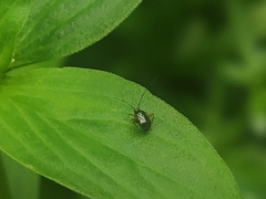 Orthotylinae