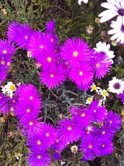 Lampranthus spectabilis