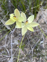 Thelymitra antennifera