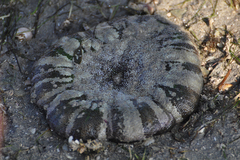 Stichodactyla haddoni