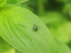 Orthotylinae