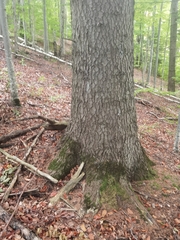 Abies alba