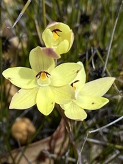 Thelymitra antennifera