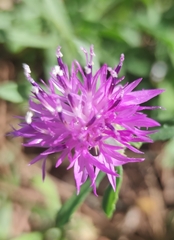 Centaurea aspera