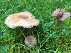 Marasmius oreades