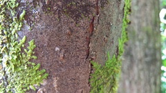 Pseudoschismatomma rufescens