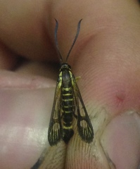 Synanthedon arkansasensis