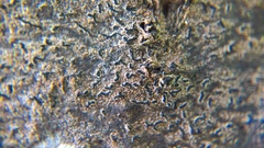 Pseudoschismatomma rufescens