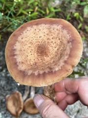 Armillaria