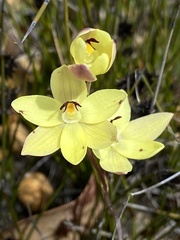 Thelymitra antennifera