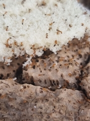 Trichomyrmex destructor