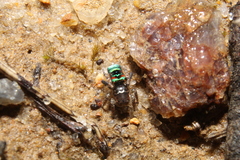 Maratus karrie