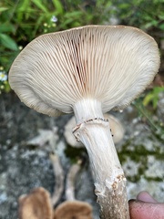 Armillaria