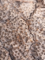 Trichomyrmex destructor