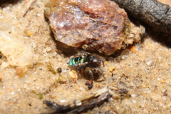 Maratus karrie