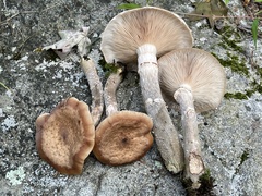Armillaria