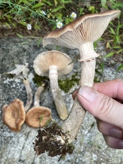Armillaria