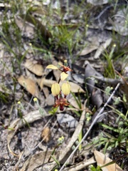 Diuris longifolia