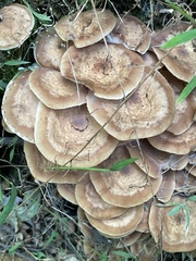 Armillaria