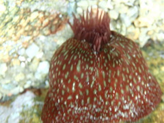 Actinia fragacea
