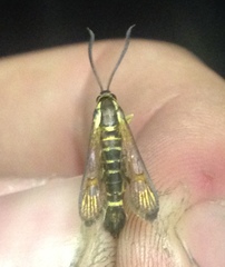 Synanthedon arkansasensis