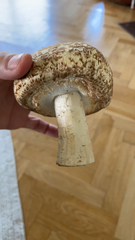Agaricus augustus