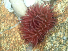 Actinia