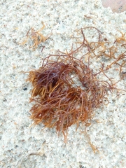 Furcellaria lumbricalis