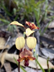 Diuris longifolia