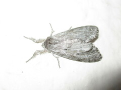 Calliteara argentata