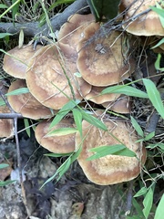 Armillaria