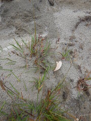 Festuca richardsonii