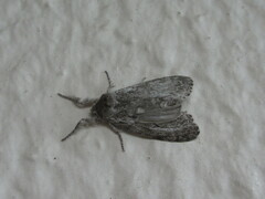 Calliteara argentata